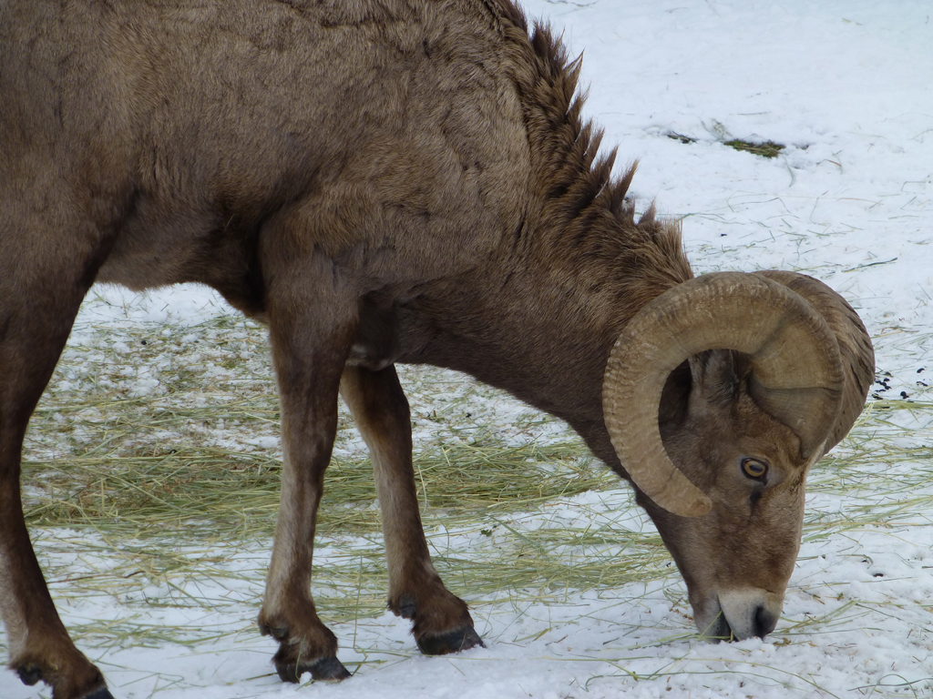 Visit to the elk & big horn sheep feeding stations