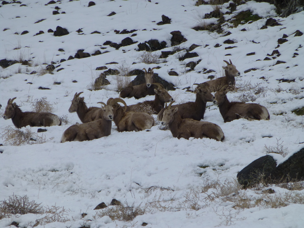 Visit to the elk & big horn sheep feeding stations