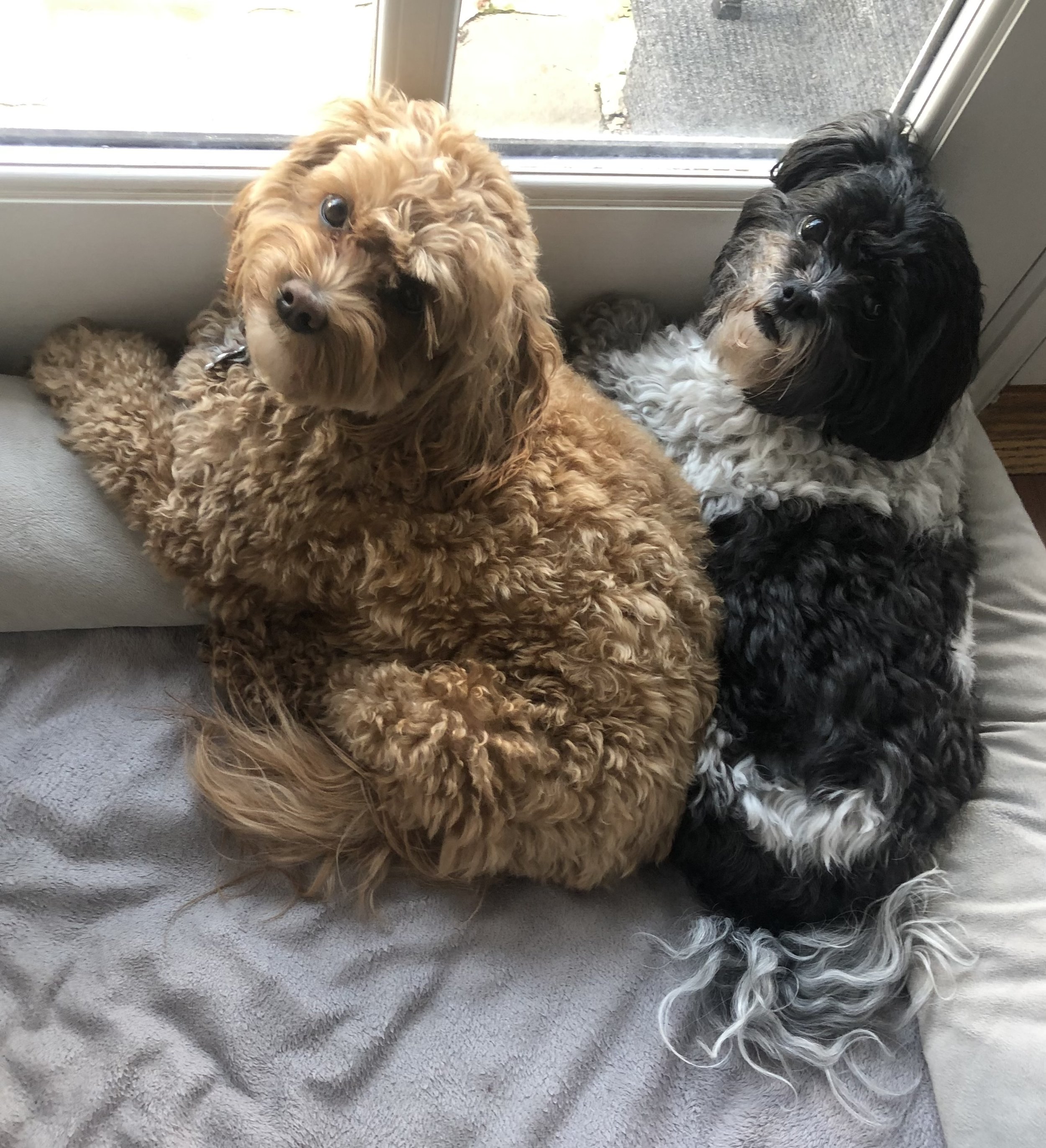 Sami and Rosie - Adina Starr Rosenthal’s Pups.jpeg