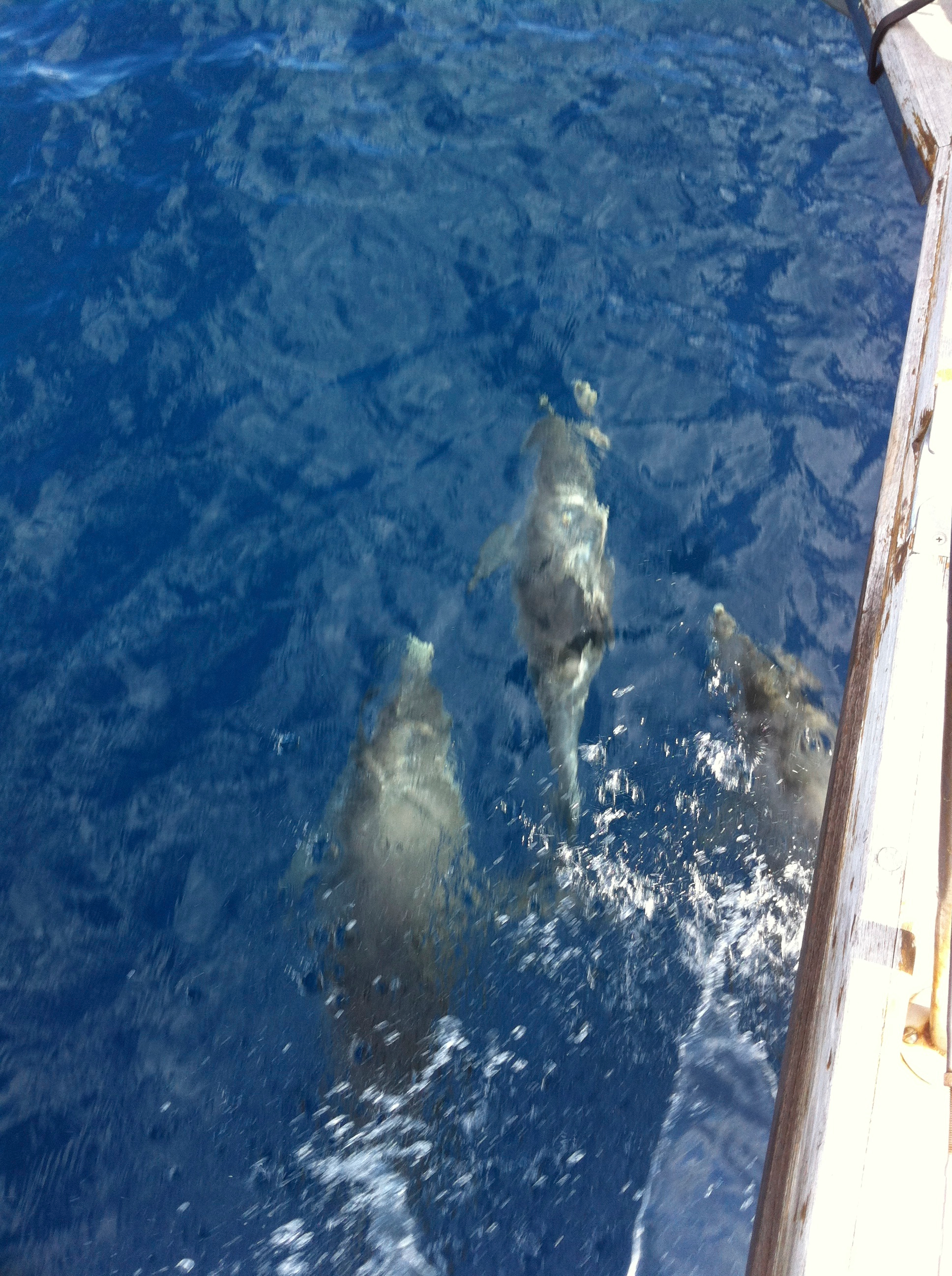 10 Dolphins of bow IMG_4904.png