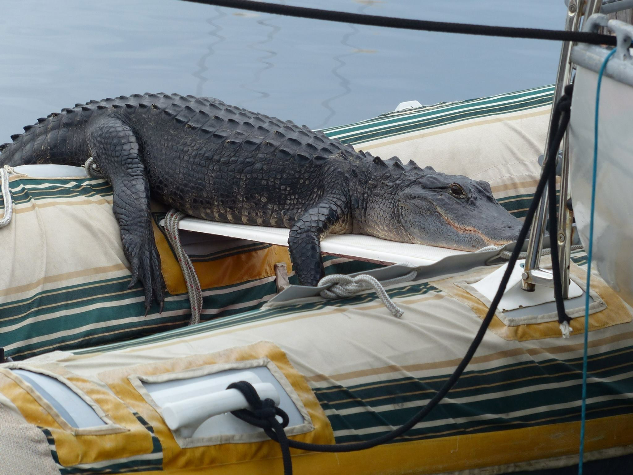 27 Alligator on Jack's Rib IMG_0082.png