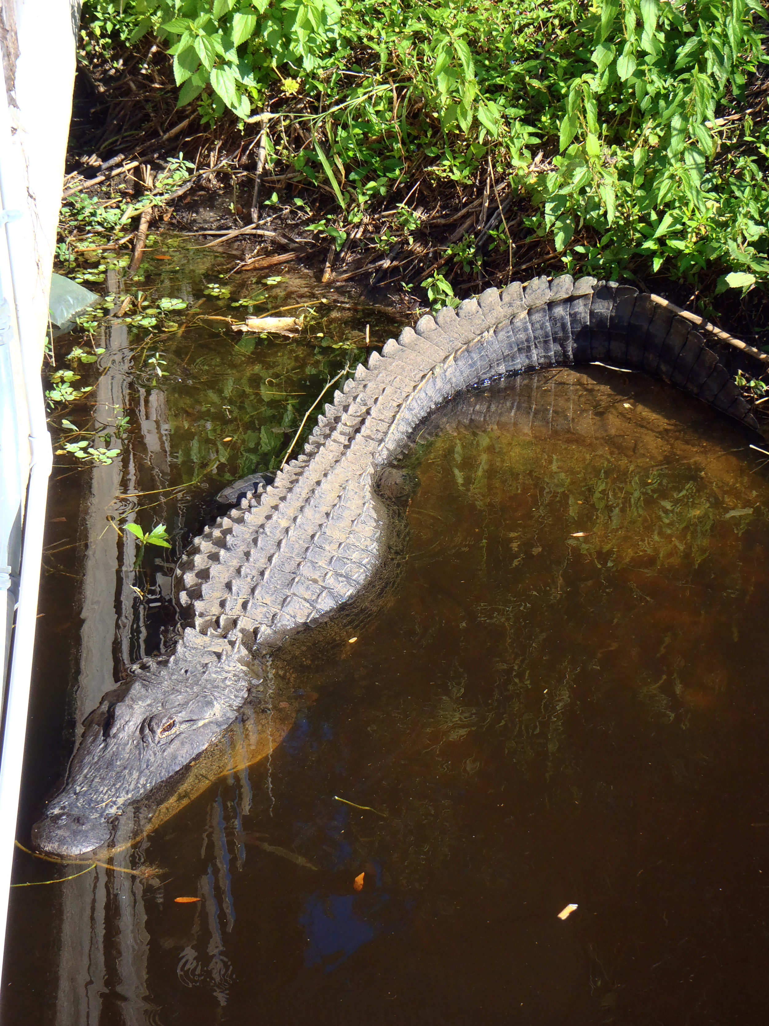 26 Alligator in Inidantown P1010021.png