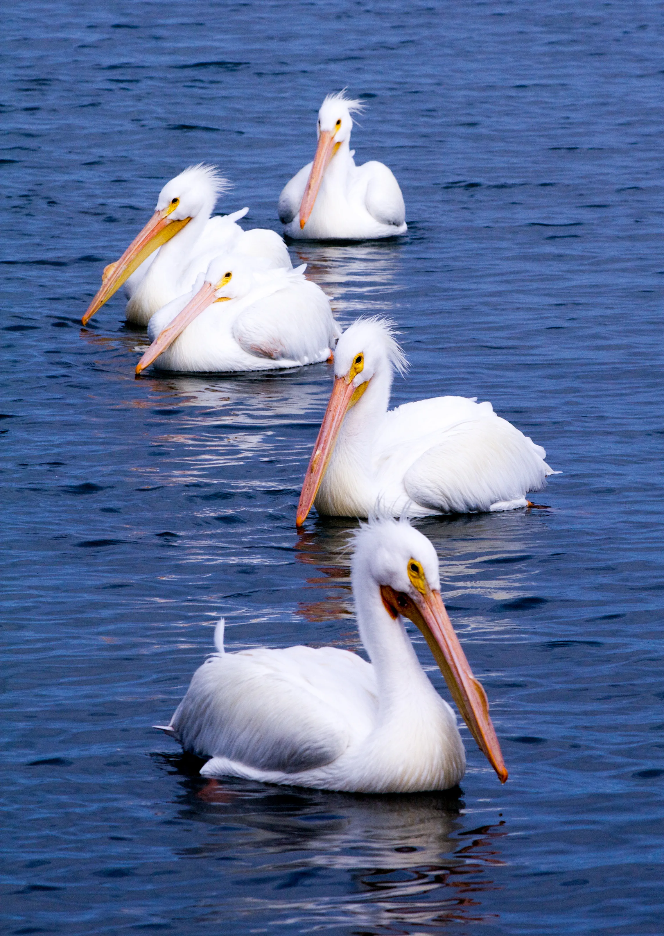 Wildlife