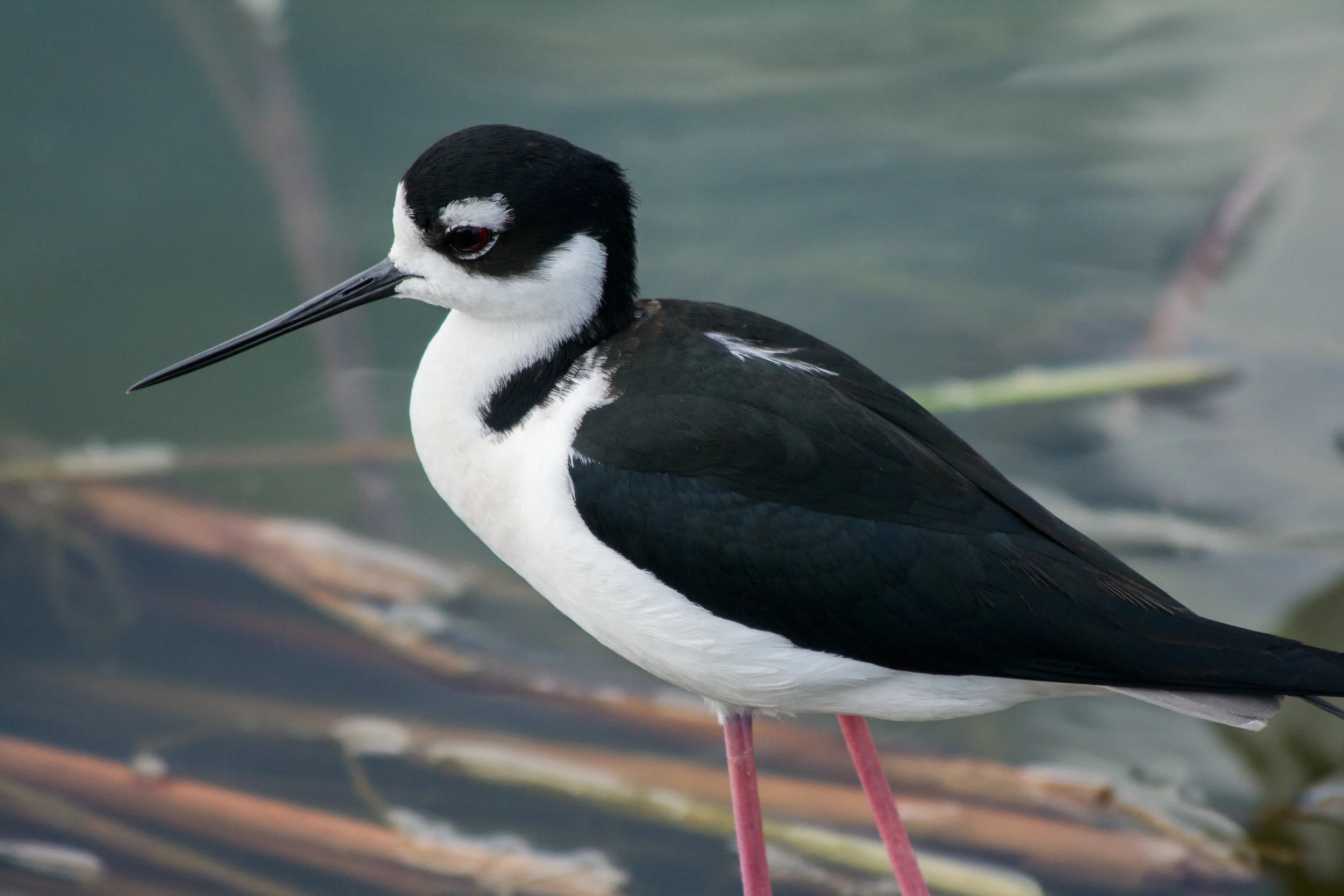 Wildlife