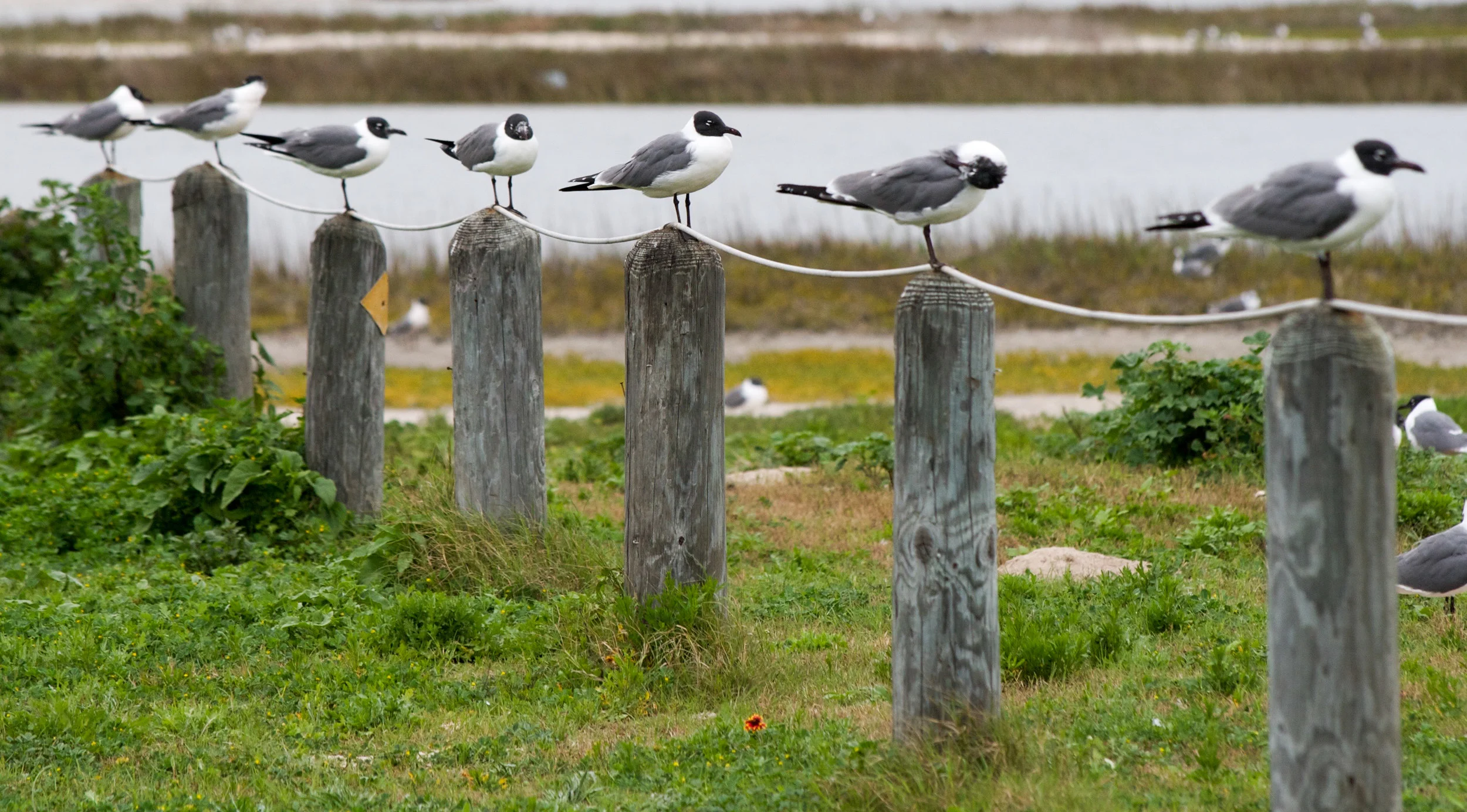 Wildlife