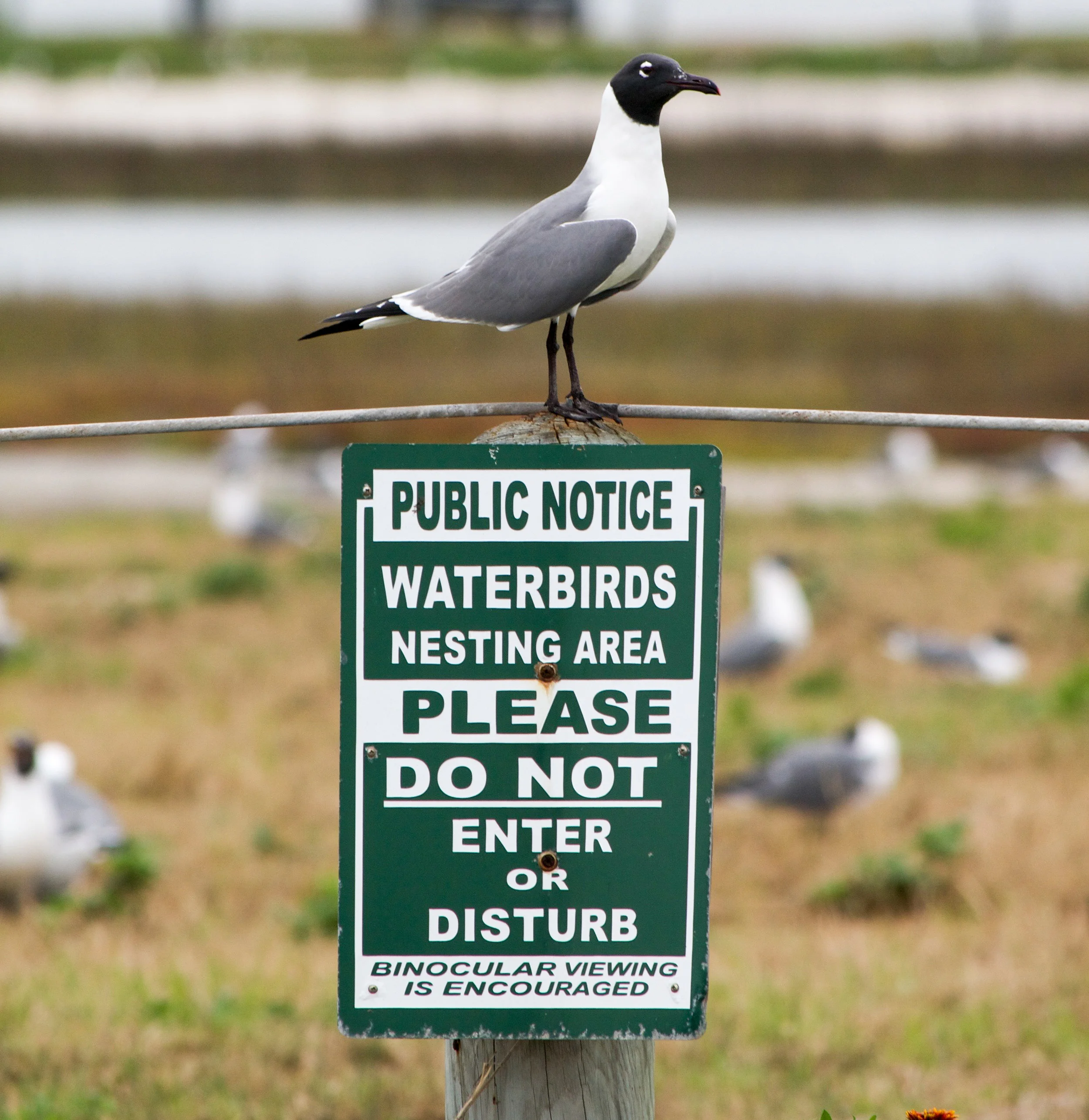Wildlife