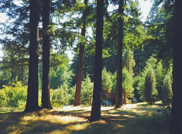 Forest Park