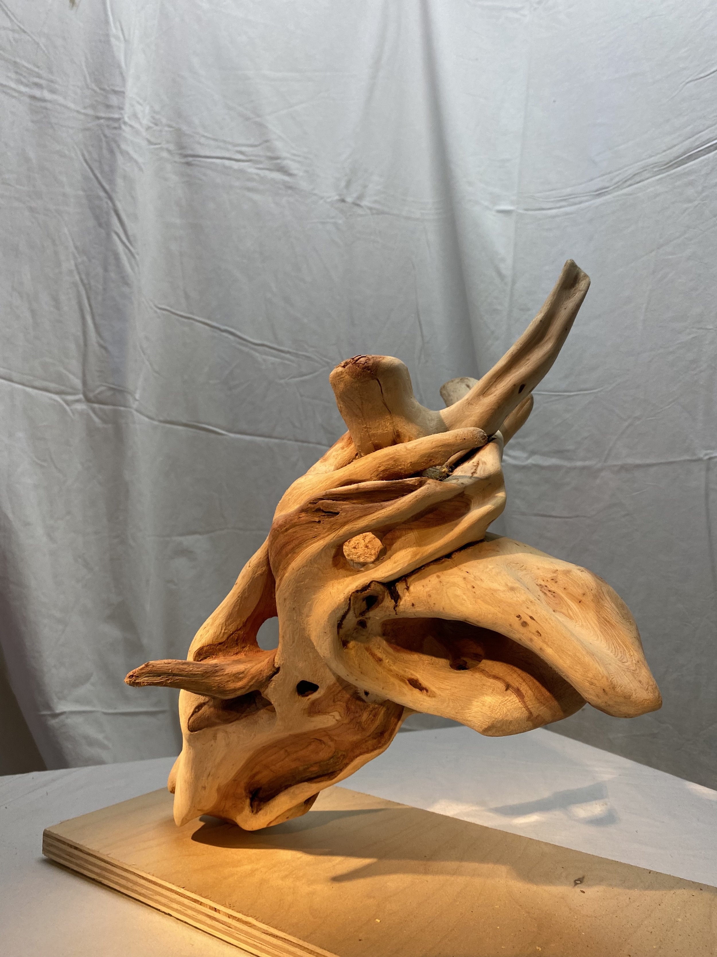 Petrified Unicorn Skull