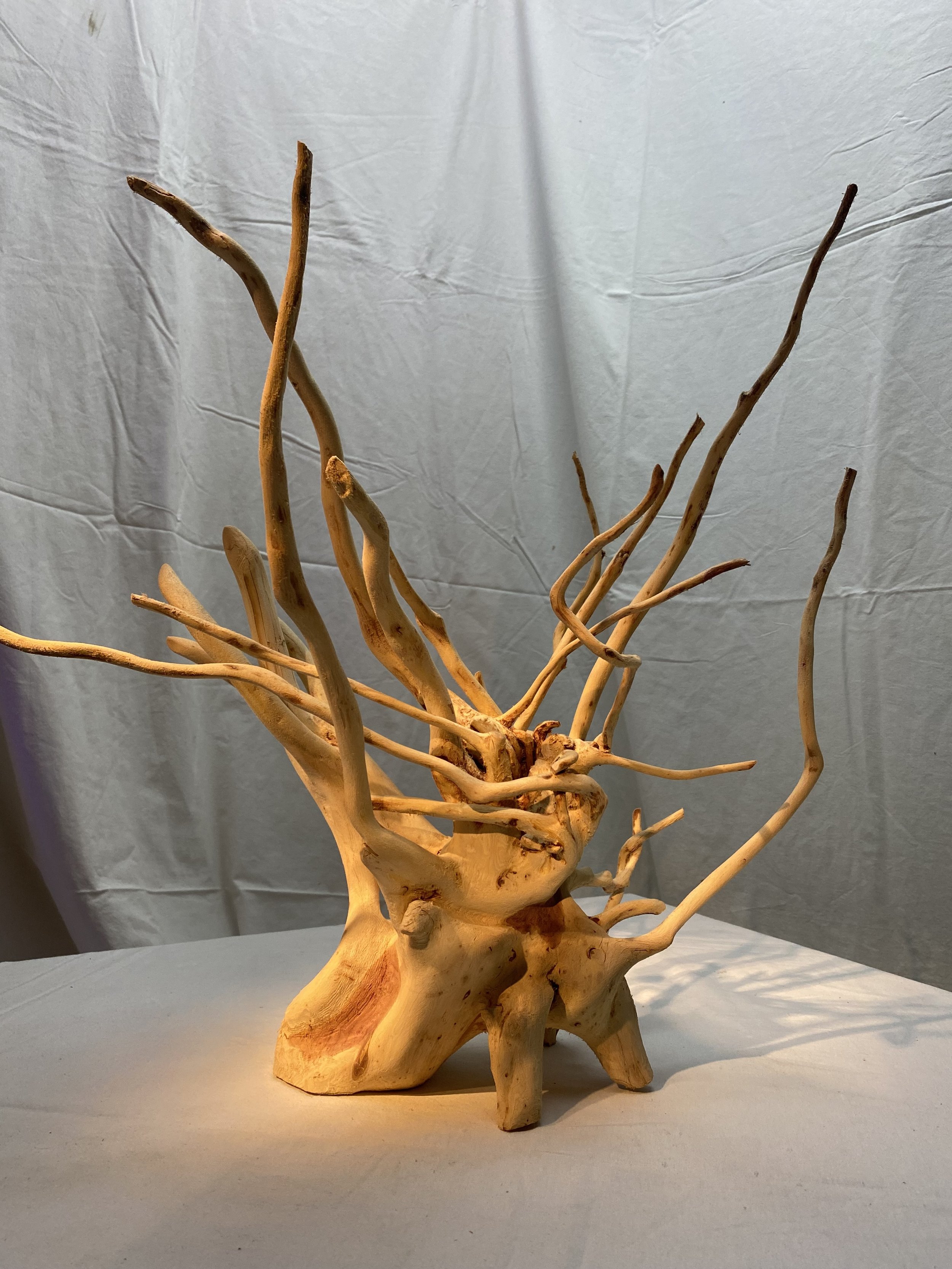 Untitled Root Nub