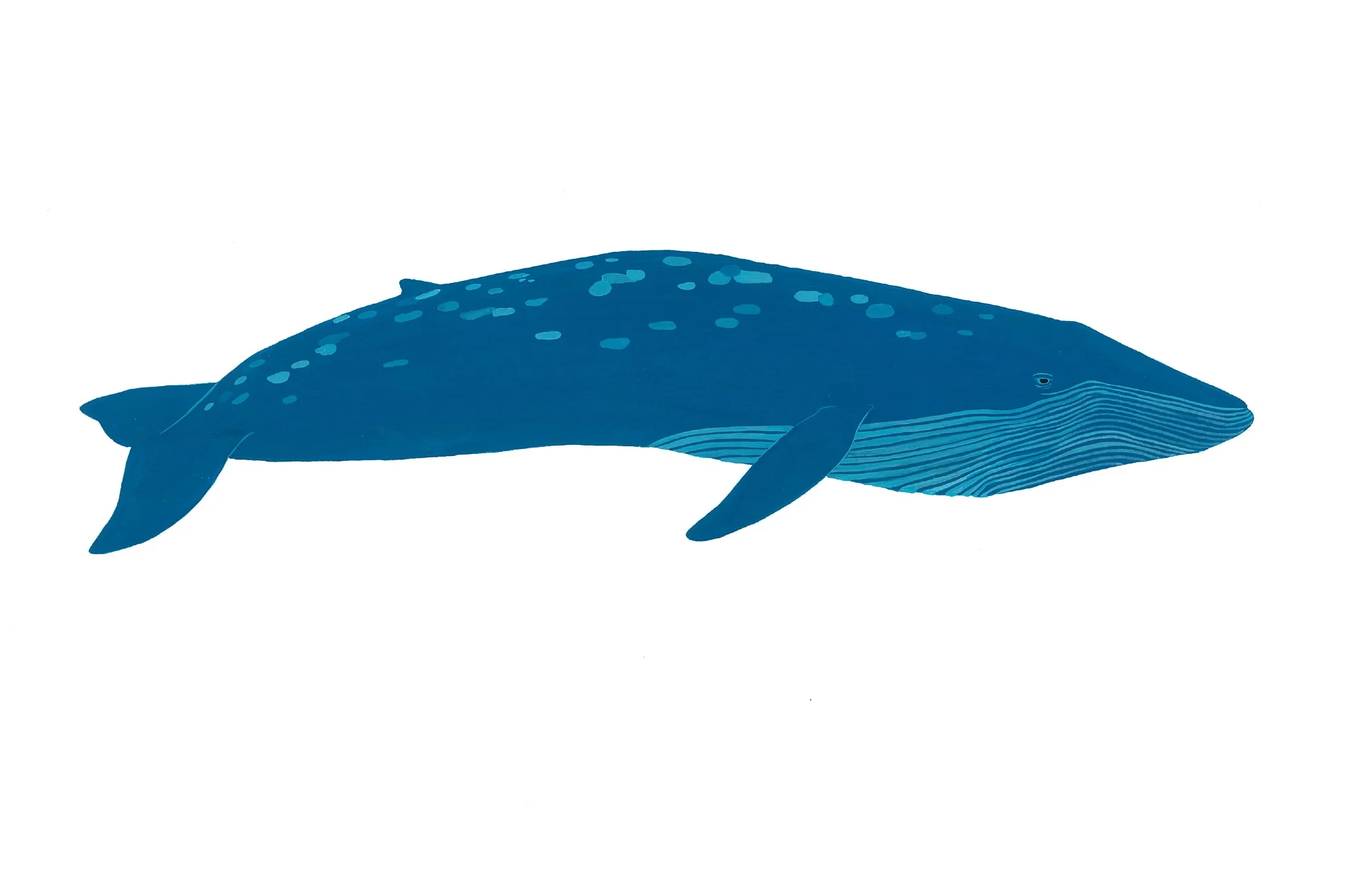 Blue Whale 2014. Gouache. SOLD