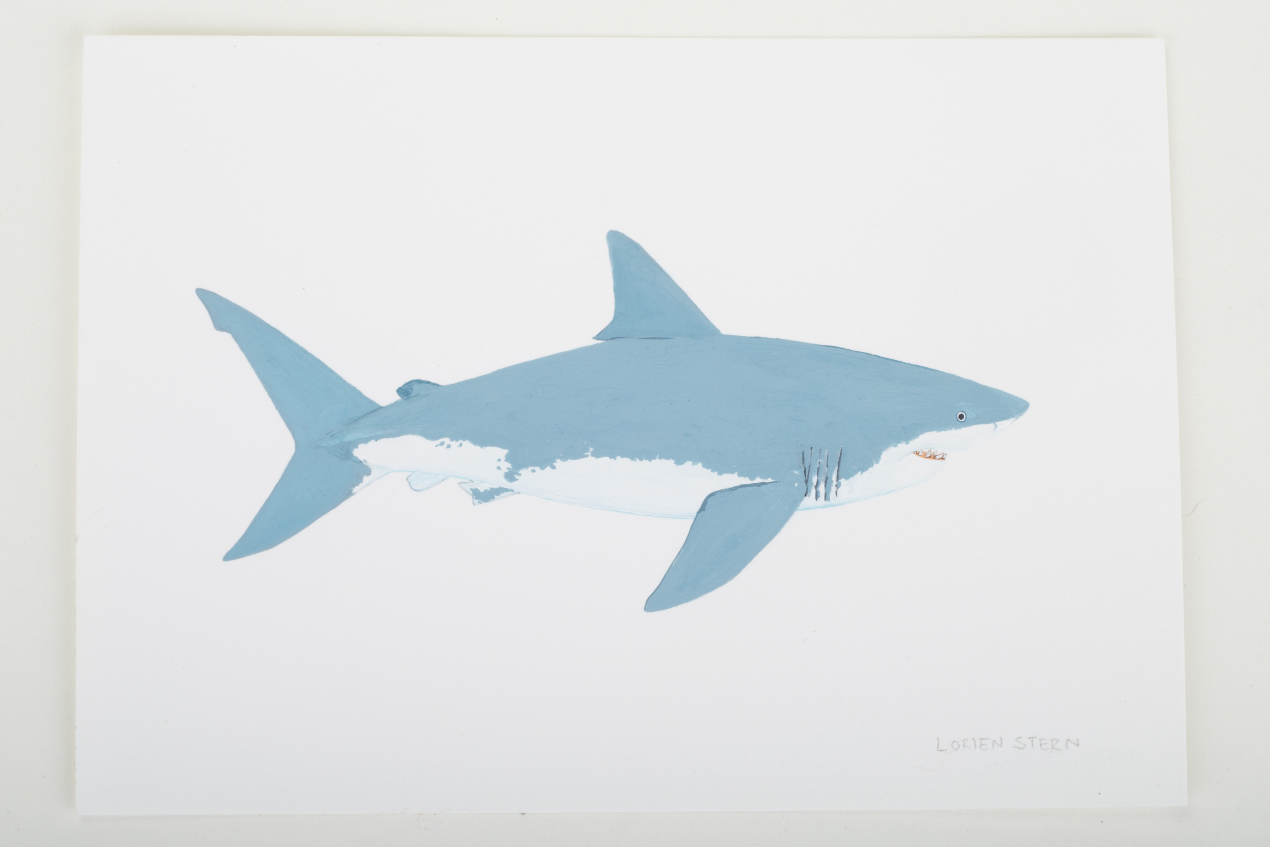 Great White Shark 2015- 5" x 7". Gouache on 100% cotton acid free Stonehenge Paper
