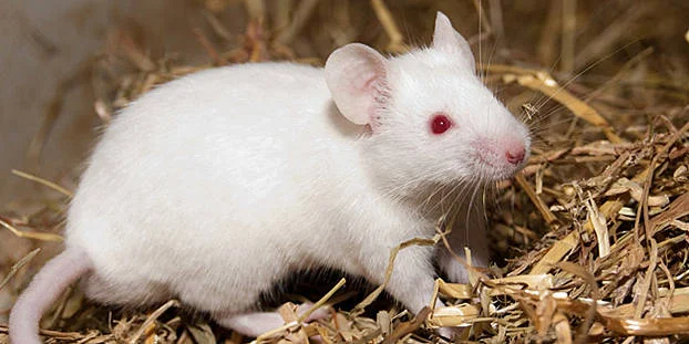 © surub - Fotolia