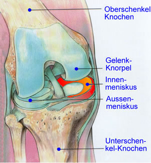 Anatomie des Knies (Kniescheibe fehlt)
