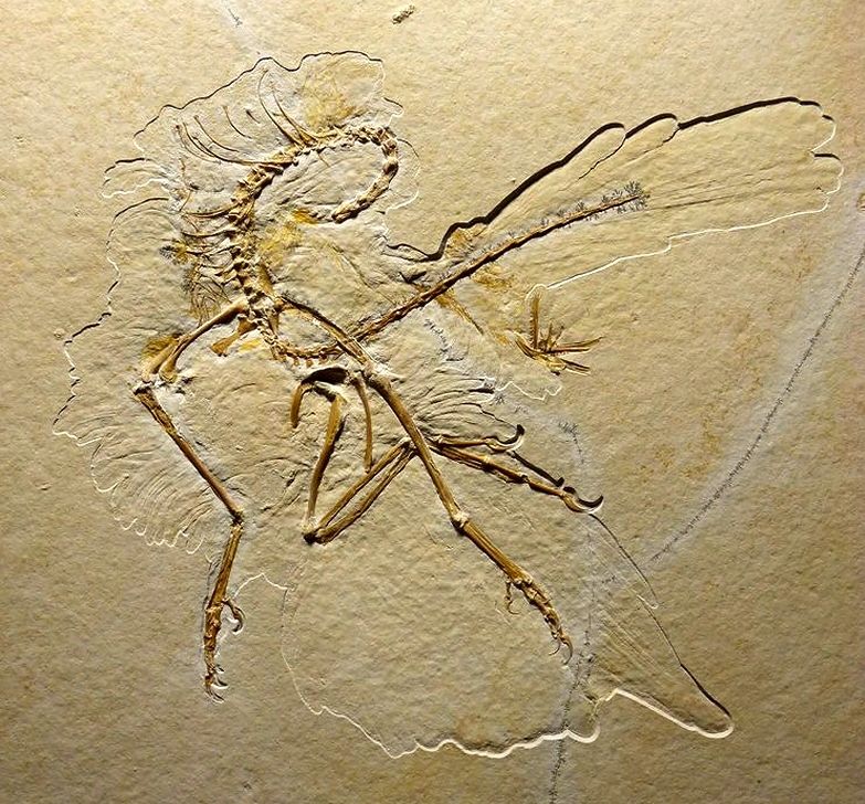 Jüngster Fossilienfund eines Archaeopteryx mit perfekt erhaltenen Federabdrücken. Quelle: Nature