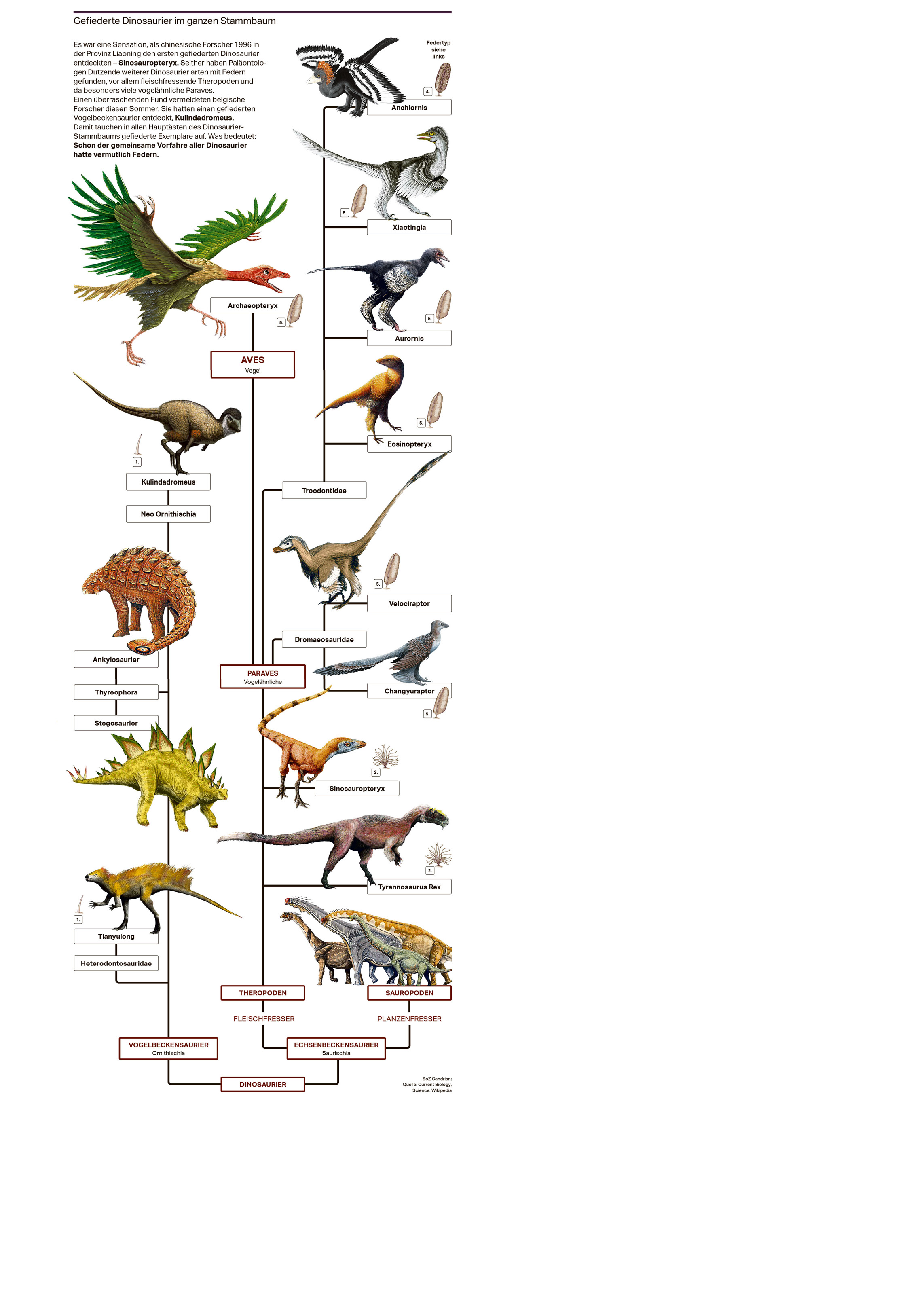 Gefiederte Dinosaurier im ganzen Stammbaum Es war eine Sensation, als chinesische Forscher 1996 in der Provinz Liaoning den ersten gefiederten Dinosaurier entdeckten – Sinosauropteryx. Seither haben Paläontologen Dutzende weiterer Dinosaurier arten mit Federn gefunden, vor allem fleischfressende Theropoden und da besonders viele vogelähnliche Paraves. Einen überraschenden Fund vermeldeten belgische Forscher diesen Sommer: Sie hatten einen gefiederten Vogelbeckensaurier entdeckt, Kulindadromeus. Damit tauchen in allen Hauptästen des Dinosaurier- Stammbaums gefiederte Exemplare auf. Was bedeutet: Schon der gemeinsame Vorfahre aller Dinosaurier hatte vermutlich Federn.