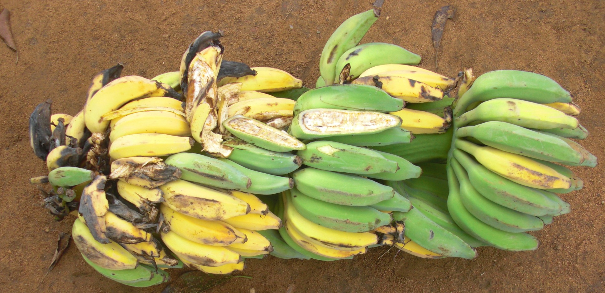 Von Xanthomonas Bakterien befallene Bananenbäume müssen umgetan werden 