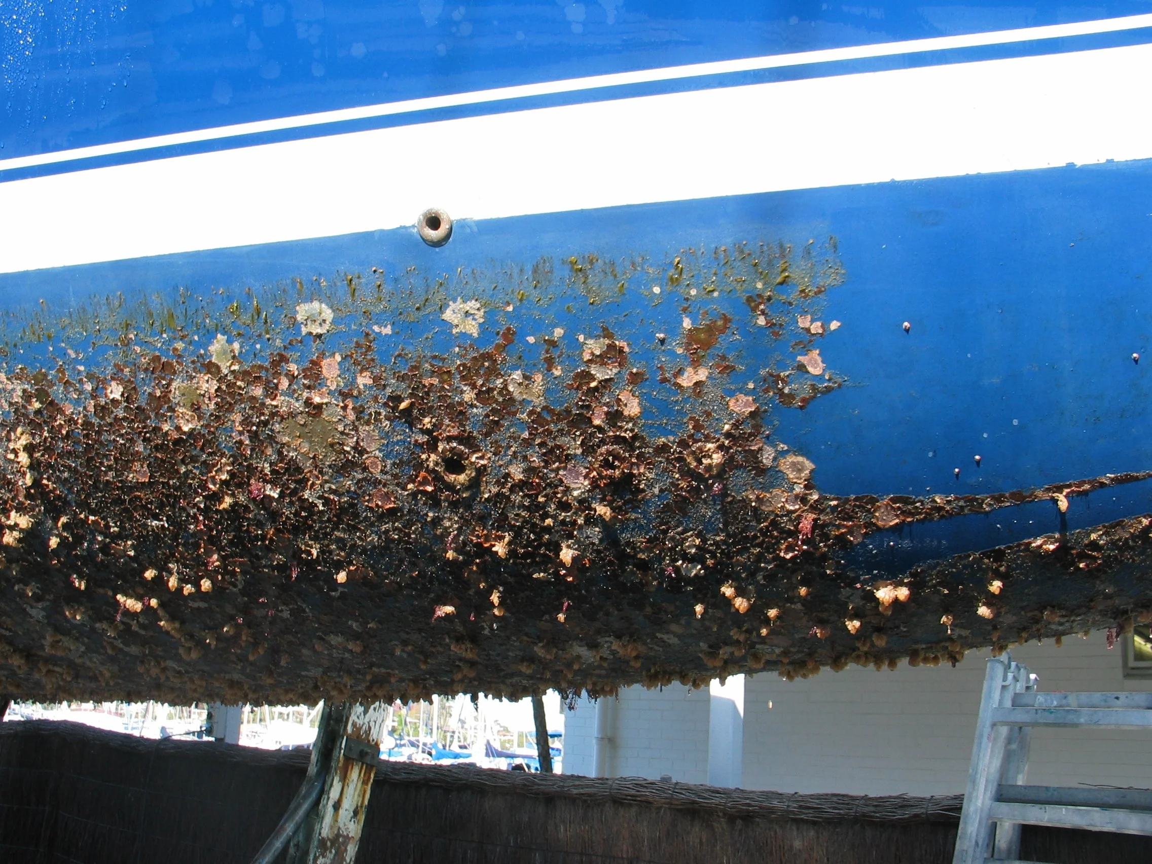 Antifouling pic.jpg
