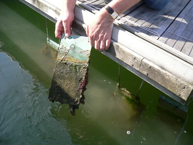 Antifouling plates June 2007 005.jpg