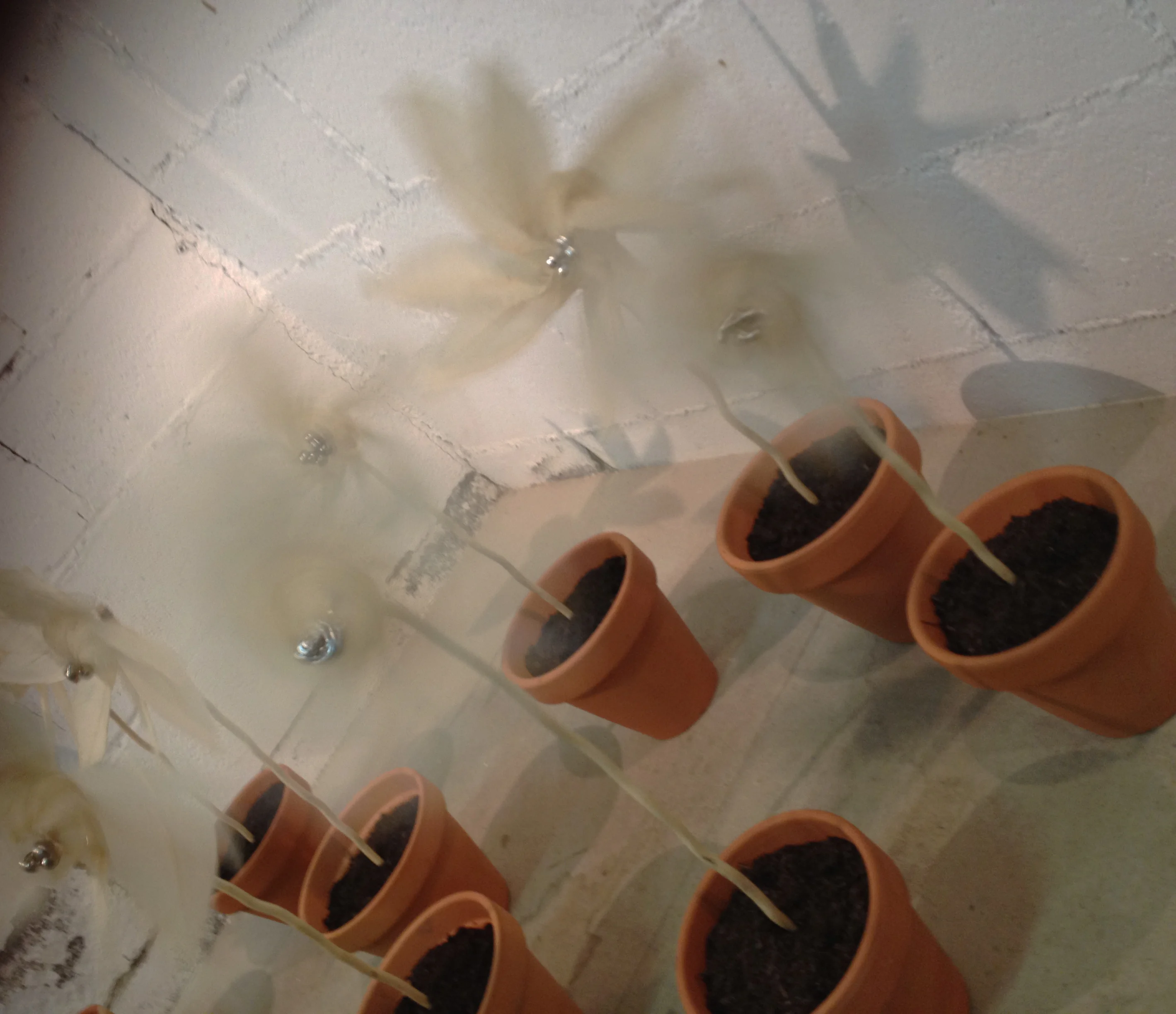 Cuando el aire mueve las hojas