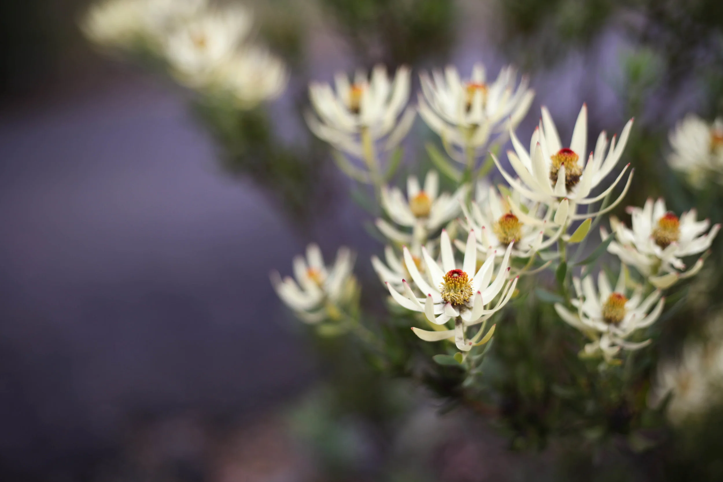 FeliciaSemple (4 of 1).jpg