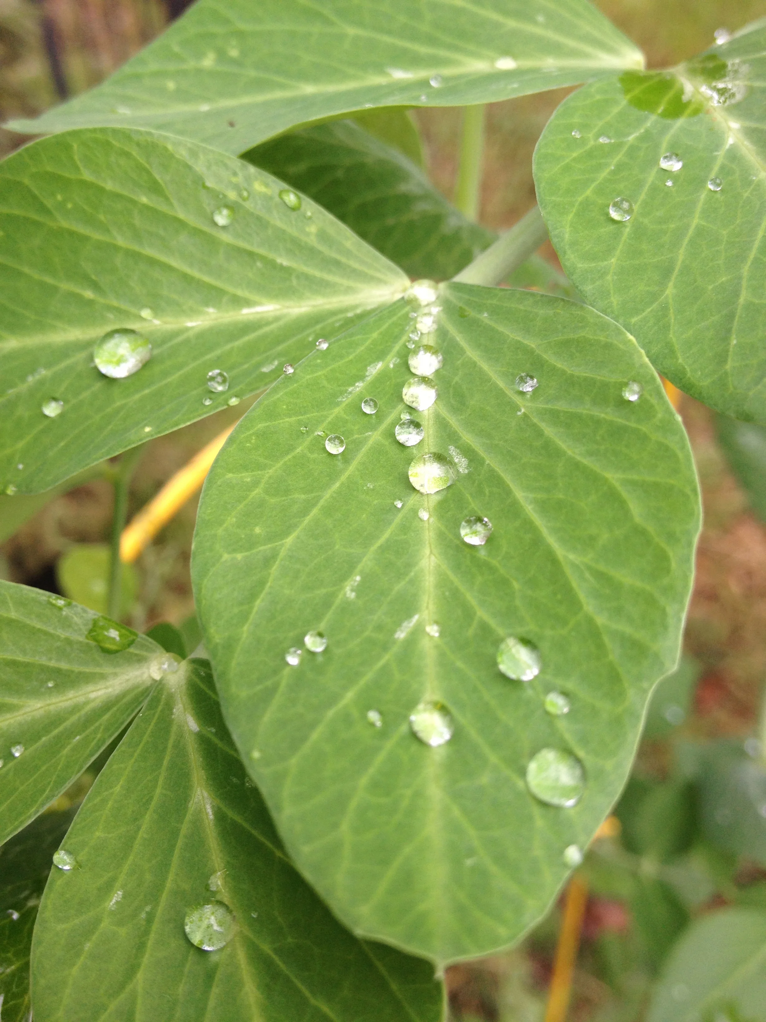Let my words be like dew.jpg
