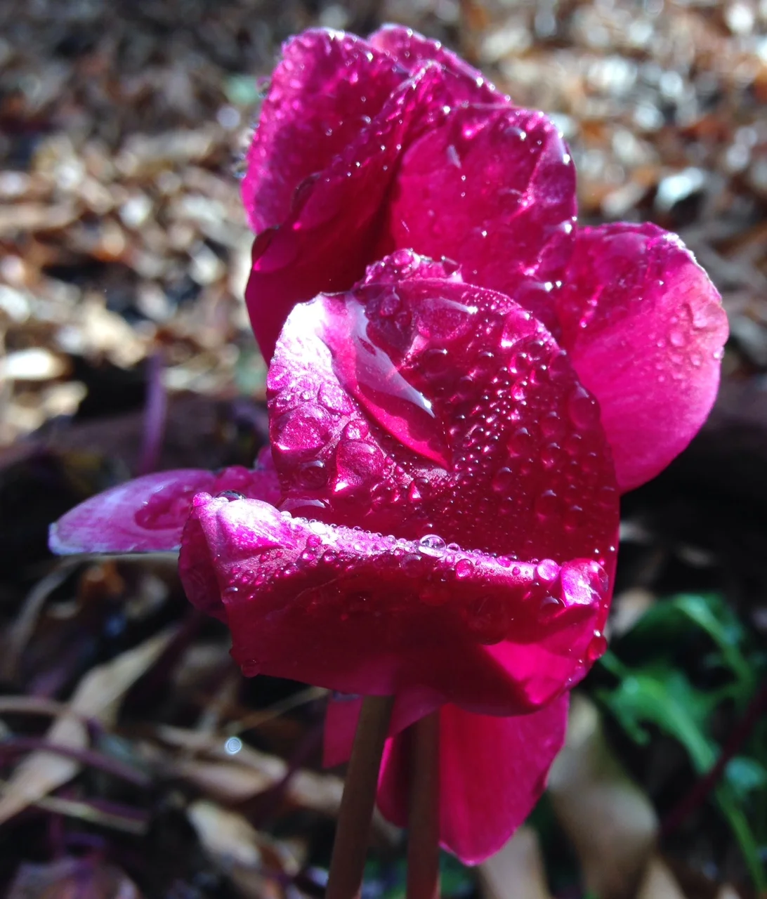 water and light and flower.jpeg