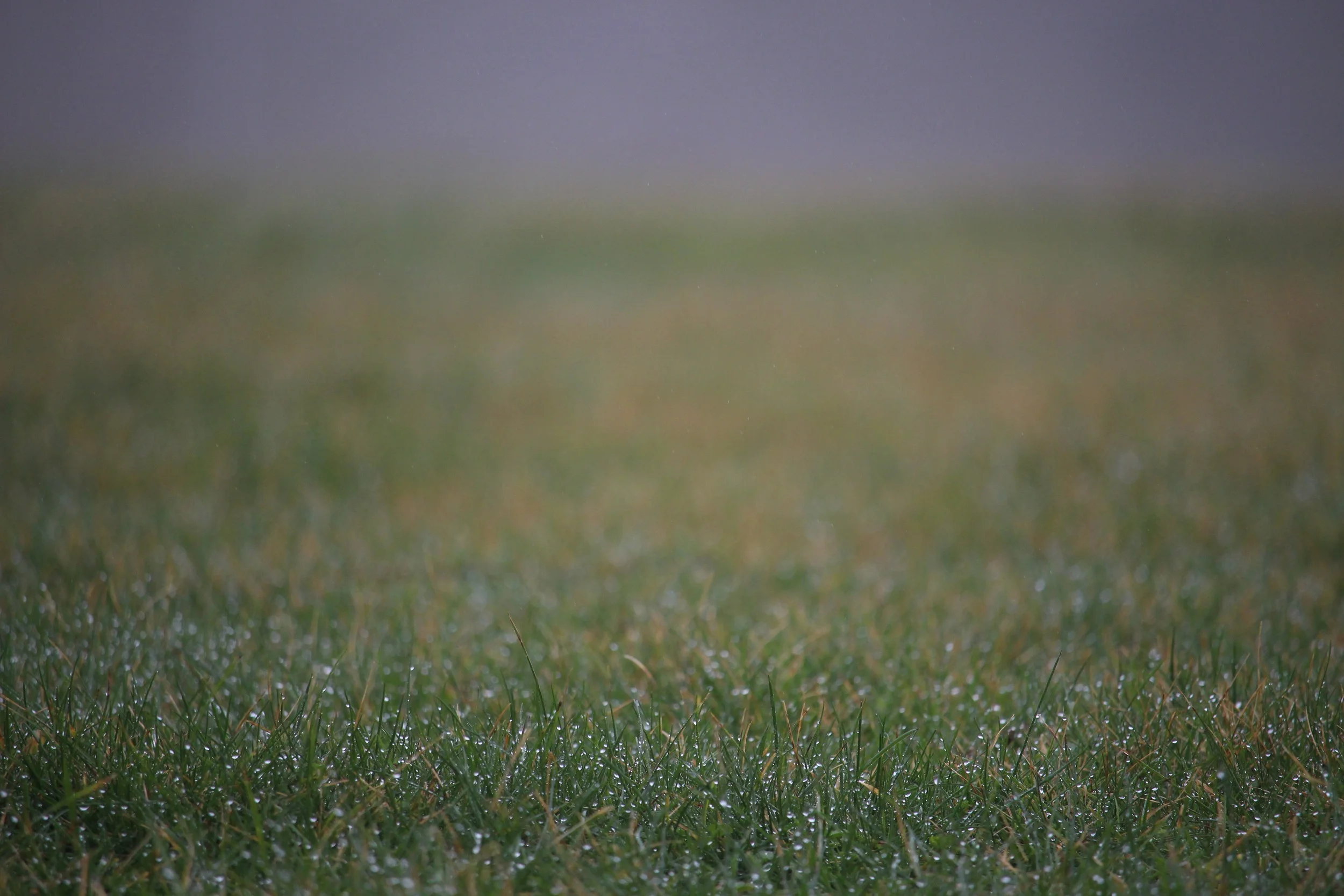 All of these pictures were taken last week while wandering around the grounds at Camp Crestview.