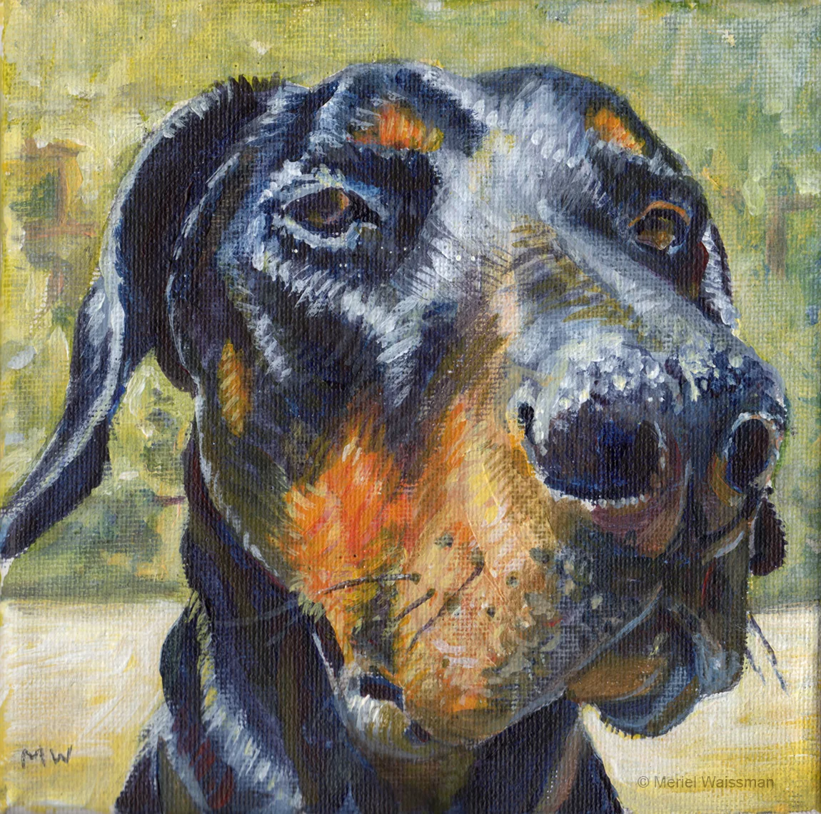 Finn - Doberman