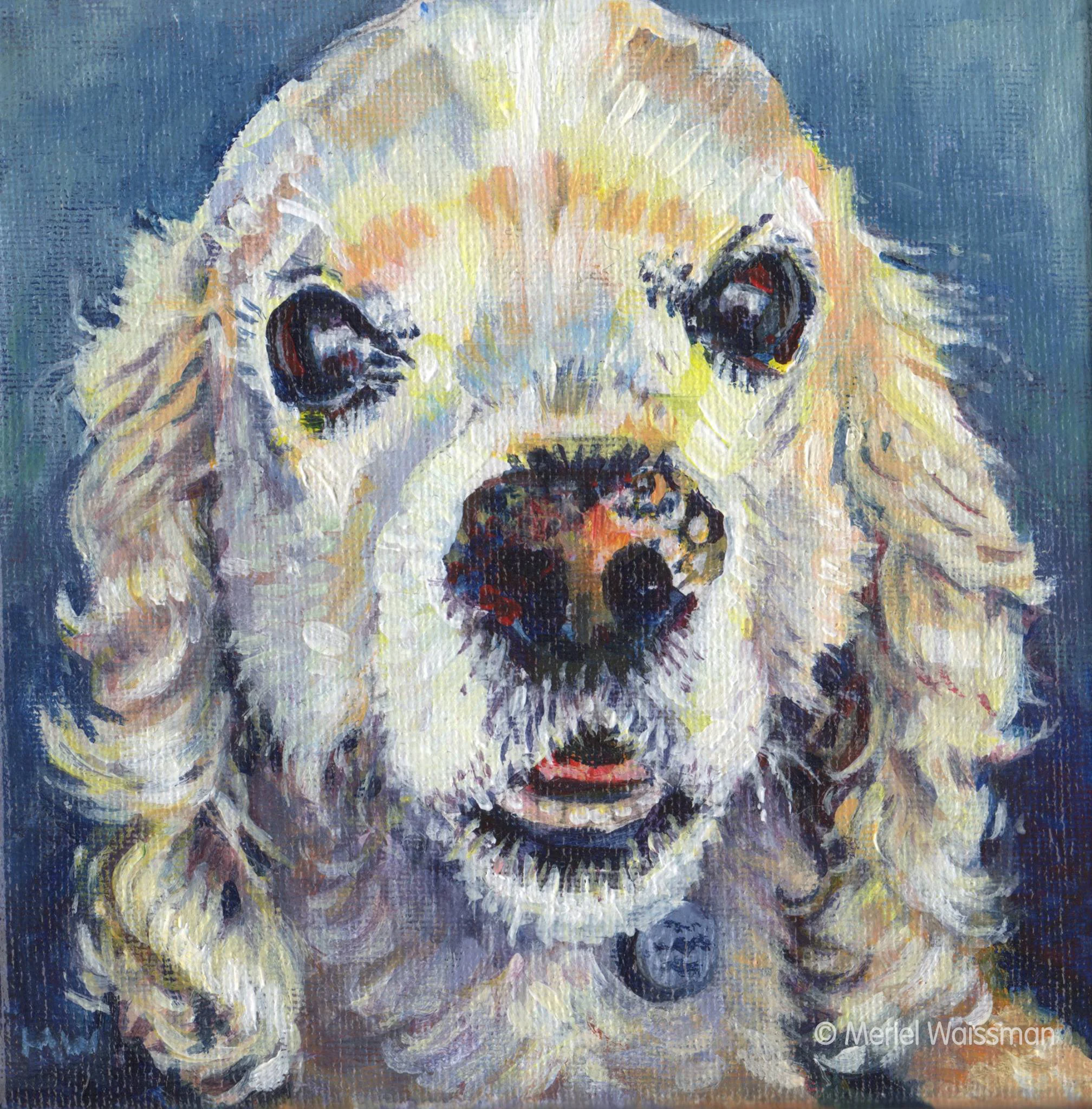 Benji - Cocker Spaniel