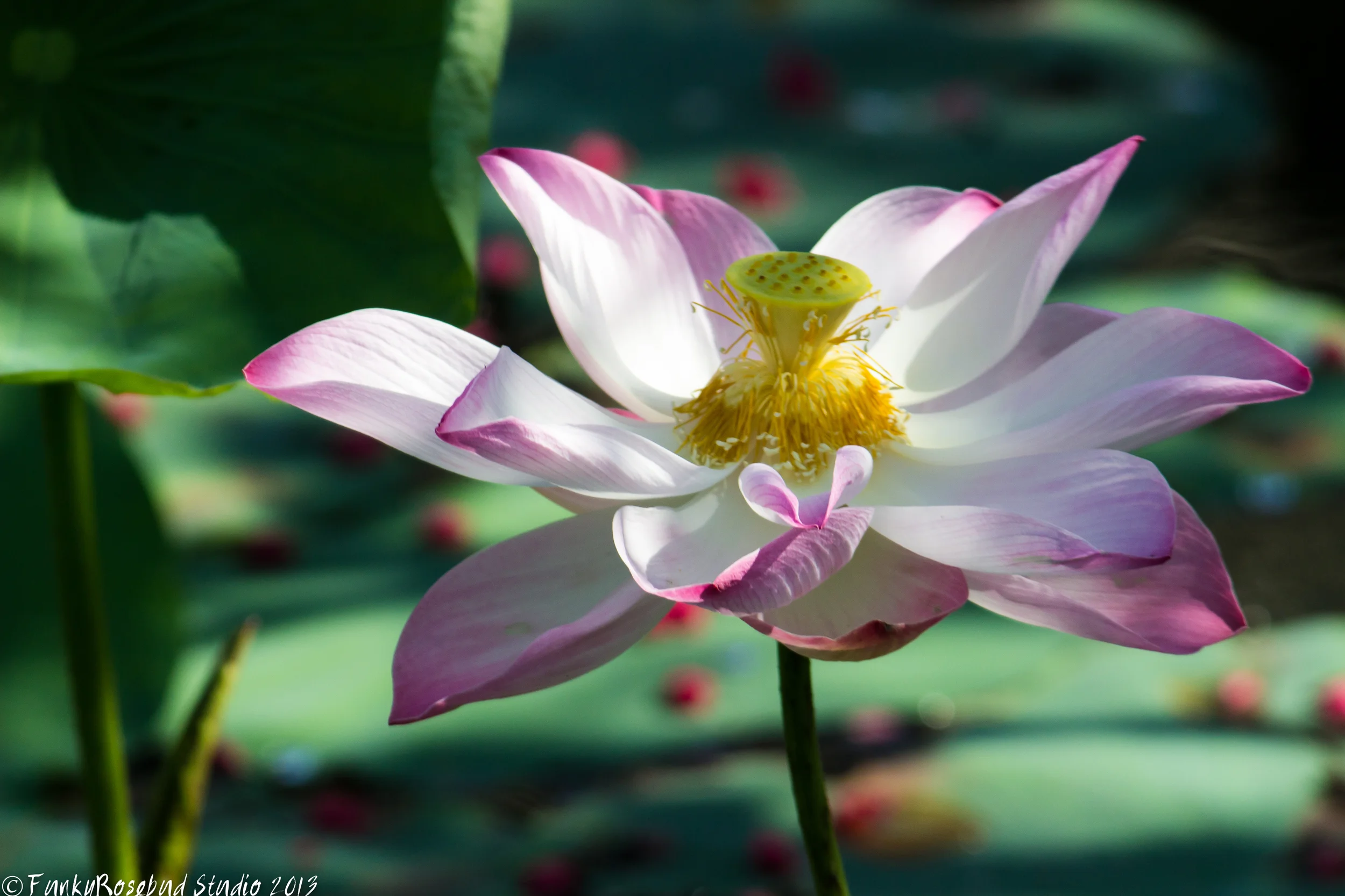 lotus bloom.jpg