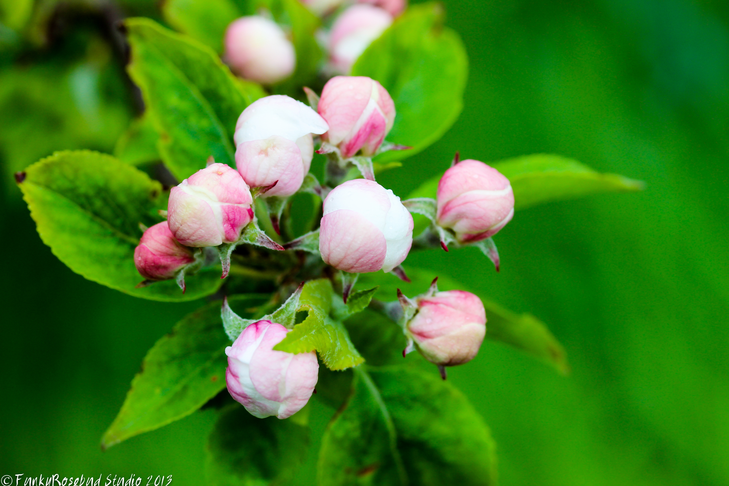 apple blossom.jpg