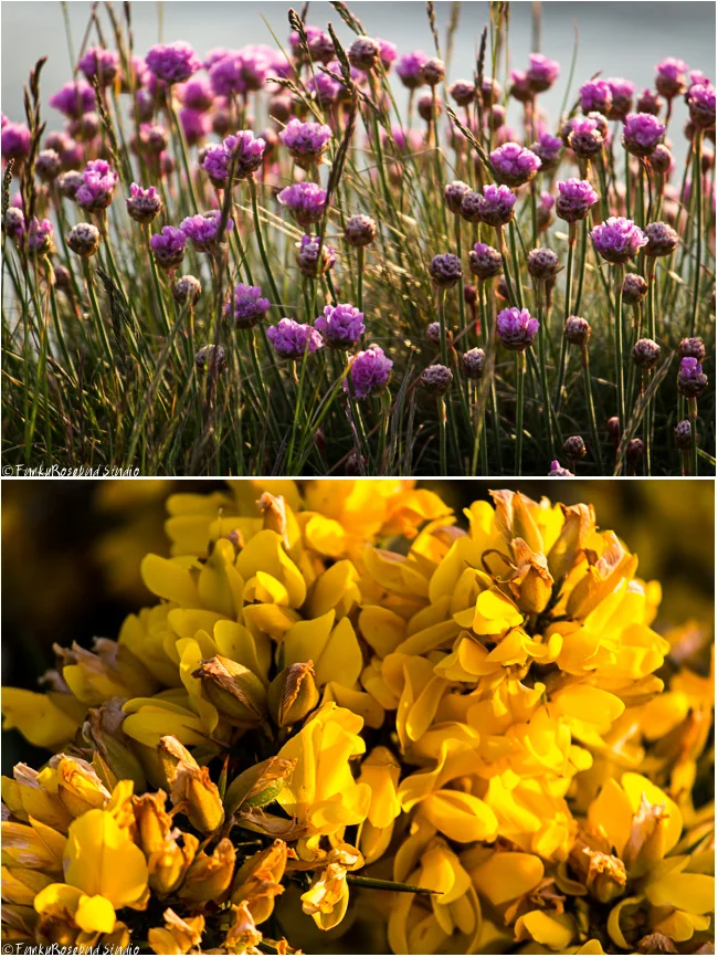 cliff flowers.jpg