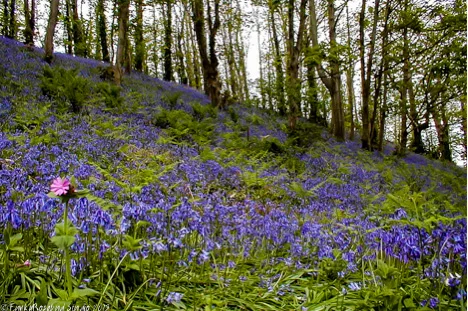 mottistone bluebells.jpg