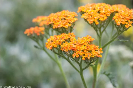 york flower.jpg