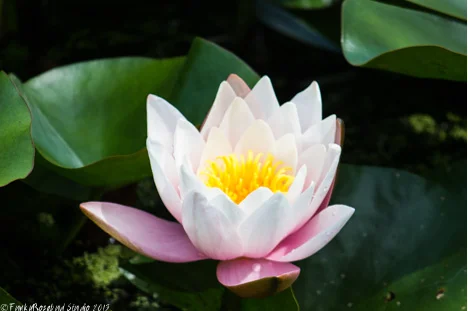 Digitally enhanced lily