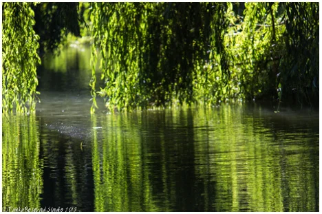 vyne green willow.jpg