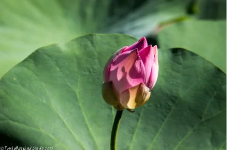 lotus bud2.jpg