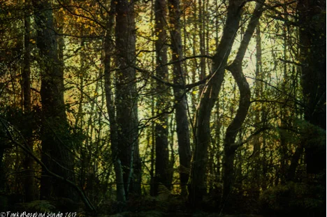 newtown trees.jpg