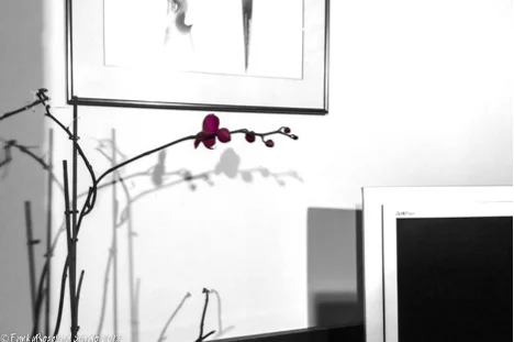 orchid2.jpg