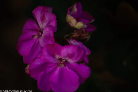 geranium.jpg
