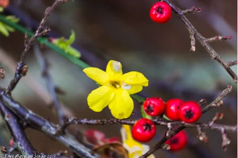 jasmin berry.jpg
