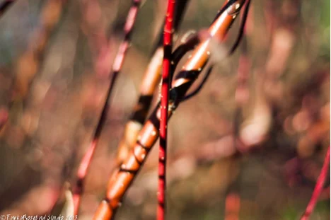 dogwood2.jpg
