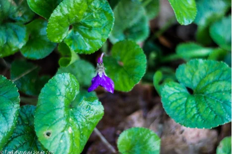 violet.jpg