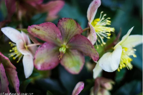 hellebore.jpg