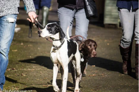 hounds.jpg