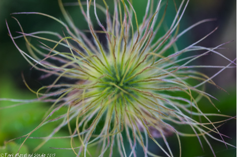  A seedhead from 2013