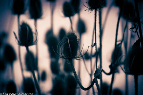 teasel.jpg