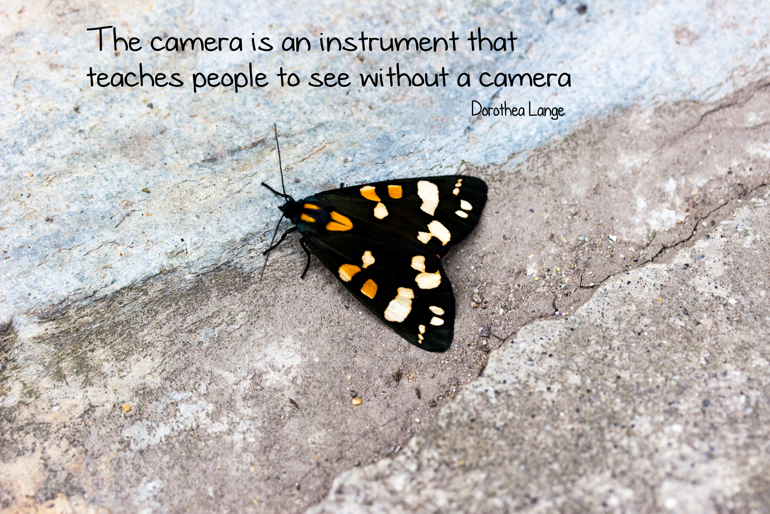 moth.jpg