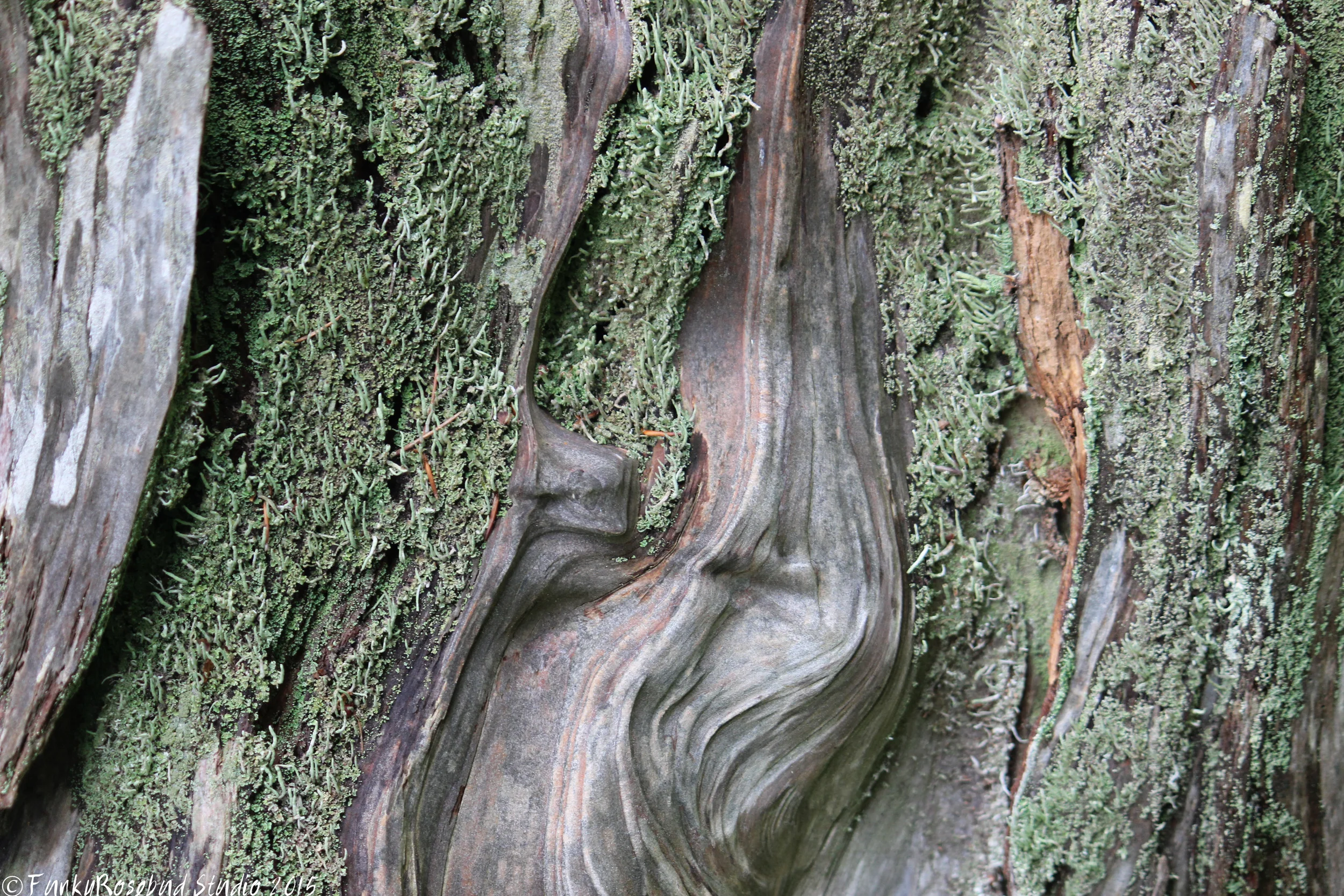 tree.jpg