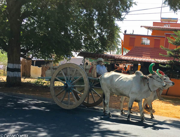 Bullock Cart on the road from Ooty to Coimbatore